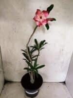 Planta Dobrada 3796 – 35cm – 03 anos - Imagem 2