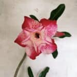 Planta Dobrada 3796 – 35cm – 03 anos