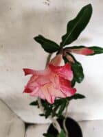 Planta Dobrada 3796 – 35cm – 03 anos - Imagem 4