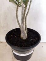 Planta Dobrada 3796 – 35cm – 03 anos - Imagem 6