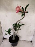 Planta Dobrada 3796 – 35cm – 03 anos - Imagem 5