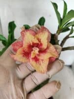 Planta Dobrada 3797 – 30cm – 02 anos - Imagem 6