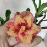 Planta Dobrada 3797 – 30cm – 02 anos