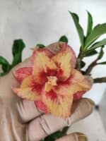 Planta Dobrada 3797 – 30cm – 02 anos