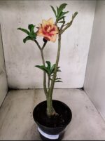 Planta Dobrada 3797 – 30cm – 02 anos - Imagem 2