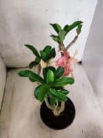 Planta Dobrada 3797 – 30cm – 02 anos - Imagem 4