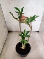 Planta Dobrada 3797 – 30cm – 02 anos - Imagem 7