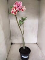 Planta Dobrada 3807 – 35cm – 03 anos - Imagem 2