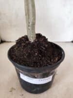 Planta Dobrada 3807 – 35cm – 03 anos - Imagem 6