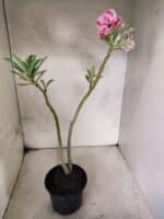 Planta Dobrada 3807 – 35cm – 03 anos - Imagem 5