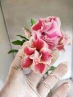 Planta Dobrada 3807 – 35cm – 03 anos