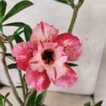 Planta Dobrada 3808 – 35cm – 03 anos