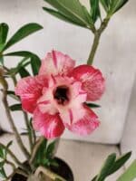 Planta Dobrada 3808 – 35cm – 03 anos