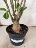 Planta Dobrada 3808 – 35cm – 03 anos - Imagem 6