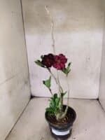 Planta Dobrada 3809 – 35cm – 03 anos - Imagem 2