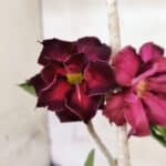 Planta Dobrada 3809 – 35cm – 03 anos