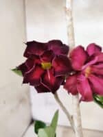 Planta Dobrada 3809 – 35cm – 03 anos