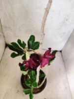 Planta Dobrada 3809 – 35cm – 03 anos - Imagem 4