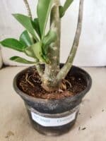 Planta Dobrada 3809 – 35cm – 03 anos - Imagem 6