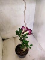 Planta Dobrada 3809 – 35cm – 03 anos - Imagem 5