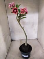 Planta Dobrada 3810 – 35cm – 03 anos - Imagem 2