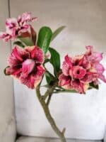 Planta Dobrada 3810 – 35cm – 03 anos