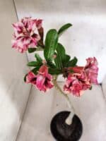 Planta Dobrada 3810 – 35cm – 03 anos - Imagem 4