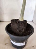 Planta Dobrada 3810 – 35cm – 03 anos - Imagem 6