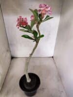 Planta Dobrada 3810 – 35cm – 03 anos - Imagem 5