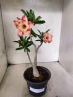 Planta Dobrada 3811 – 30cm – 02 anos - Imagem 2