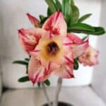 Planta Dobrada 3811 – 30cm – 02 anos