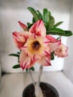 Planta Dobrada 3811 – 30cm – 02 anos