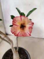 Planta Dobrada 3811 – 30cm – 02 anos - Imagem 4