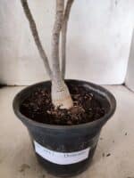 Planta Dobrada 3811 – 30cm – 02 anos - Imagem 7