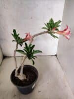 Planta Dobrada 3811 – 30cm – 02 anos - Imagem 6