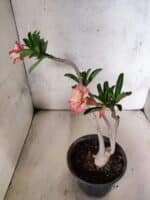 Planta Dobrada 3811 – 30cm – 02 anos - Imagem 5