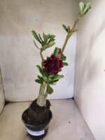 Planta Dobrada 3812 – 35cm – 03 anos - Imagem 2