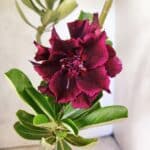 Planta Dobrada 3812 – 35cm – 03 anos