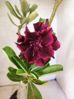 Planta Dobrada 3812 – 35cm – 03 anos