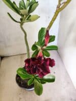 Planta Dobrada 3812 – 35cm – 03 anos - Imagem 4