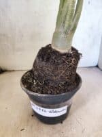 Planta Dobrada 3812 – 35cm – 03 anos - Imagem 7