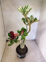 Planta Dobrada 3812 – 35cm – 03 anos - Imagem 6