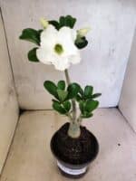 Planta Dobrada 3813 – 35cm – 03 anos