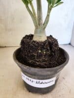 Planta Dobrada 3813 – 35cm – 03 anos - Imagem 7