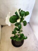 Planta Dobrada 3813 – 35cm – 03 anos - Imagem 6