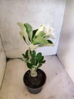 Planta Dobrada 3813 – 35cm – 03 anos - Imagem 5