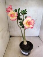 Planta Dobrada 3814 – 35cm – 03 anos - Imagem 2