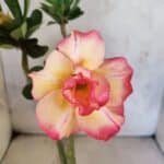 Planta Dobrada 3814 – 35cm – 03 anos