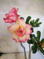 Planta Dobrada 3814 – 35cm – 03 anos - Imagem 4