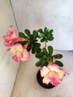 Planta Dobrada 3814 – 35cm – 03 anos - Imagem 5